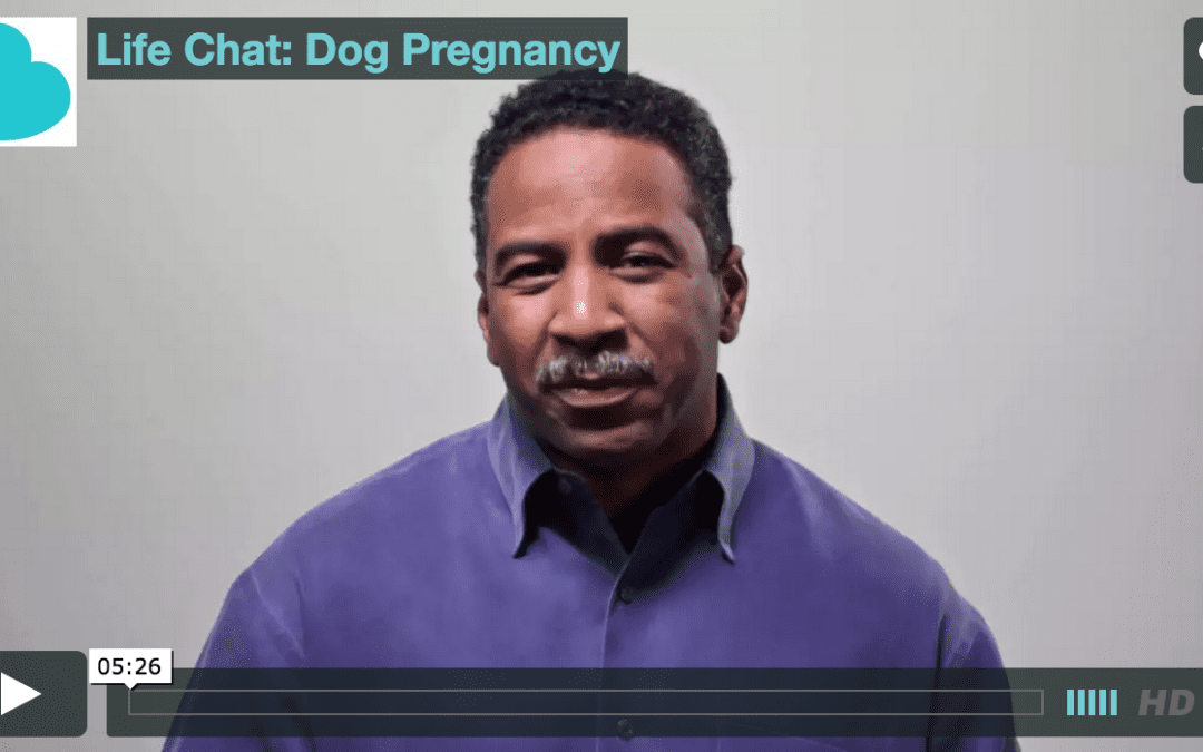 Life Chat: Dog Pregnancy