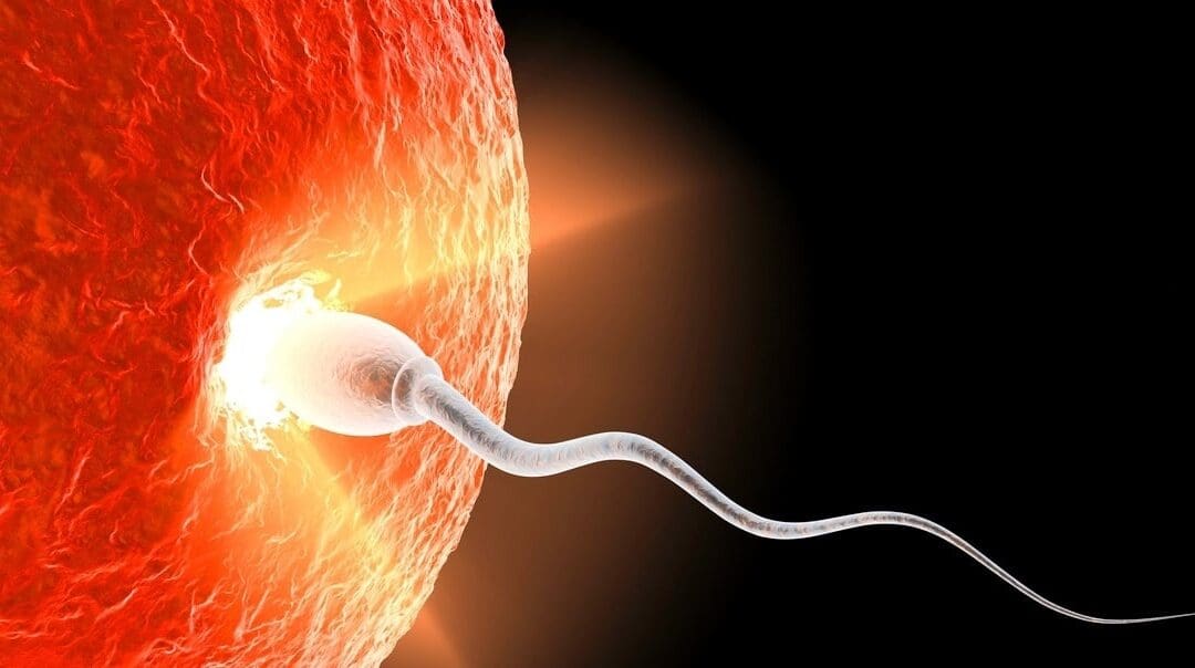 Why Every Christian Must Believe That Life Begins at Conception