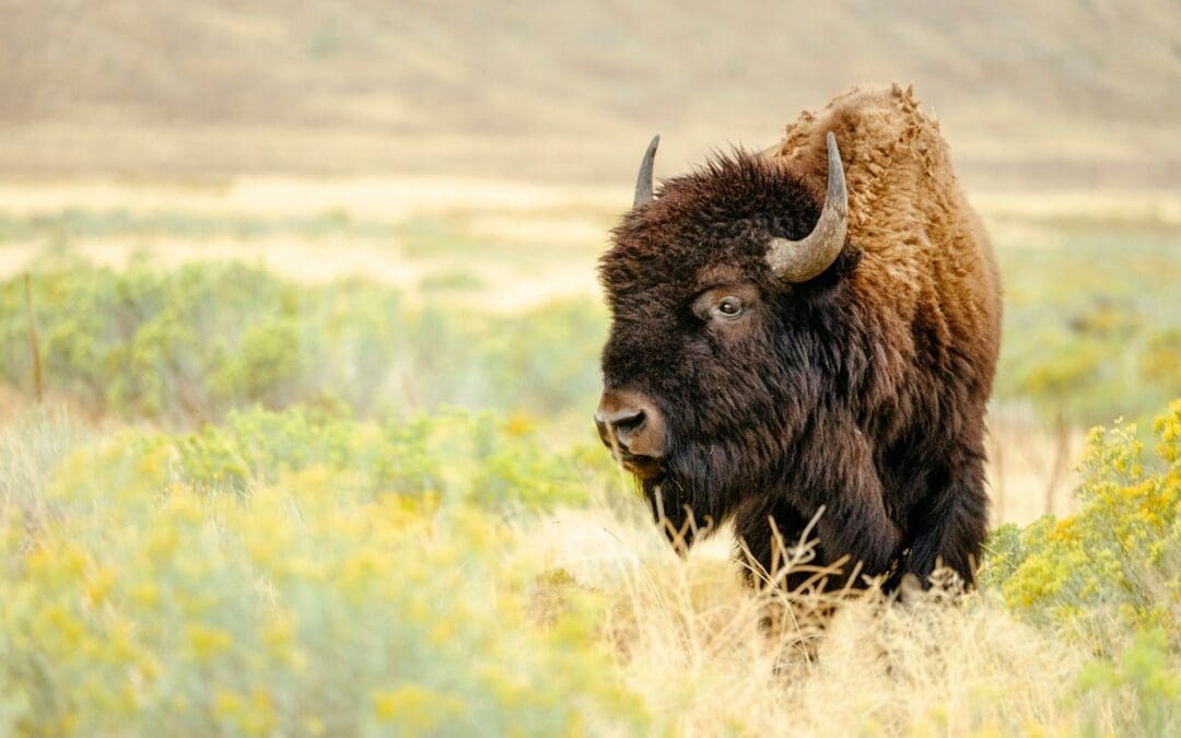 Do You (or a Man You Know) Live Like an Isolated Buffalo?