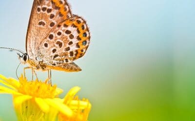 The Joy of Empowering Client Choices