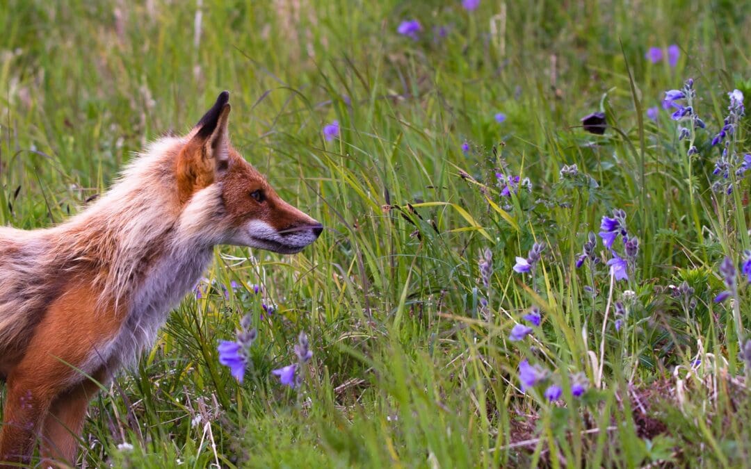 Foxes