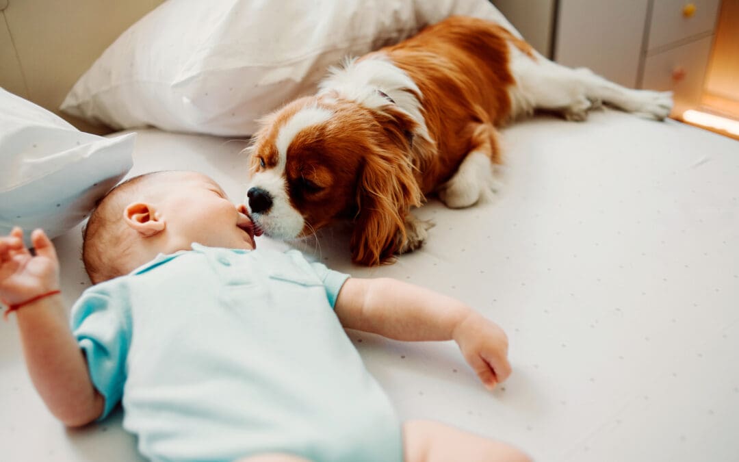 Life Chat: Why Pets Get More Protections than the Unborn