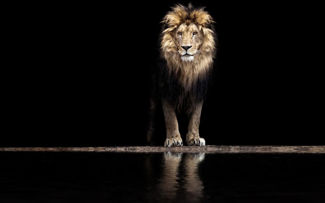 Lent Week Four: Watch Out for Lions